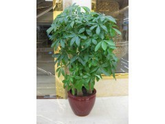 天河區(qū)蘿崗區(qū)租花買花 | 廣州植物租賃，您的辦公綠化專家