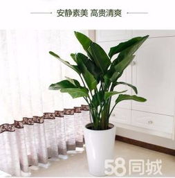 綠植租賃、花卉租擺與小區(qū)園林綠化 設(shè)計(jì)、施工與養(yǎng)護(hù)一體化服務(wù)