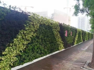 廣州成茂園林綠化 專業(yè)植物租賃與養(yǎng)護(hù)，打造綠色辦公空間